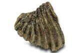 Partial Woolly Mammoth Molar - North Sea Deposits #295874-3